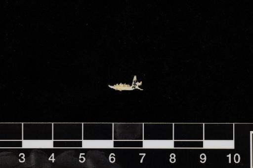 Crocidura suaveolens Pallas, 1811 - Crocidura_suaveolens-1972_1550-Mandible-Lateral