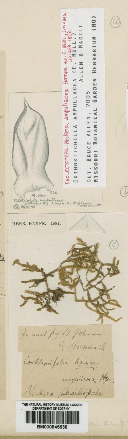 Orthostichella ampullacea (Müll.Hal.) Allen & Magill - BM000845638