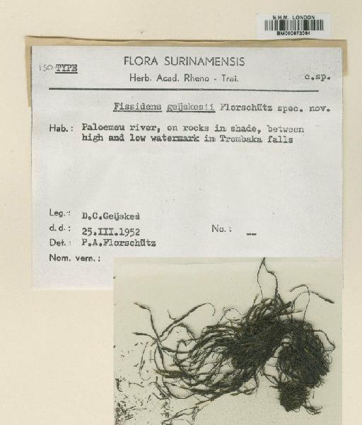 Fissidens geijkesii Florsch - BM000872094