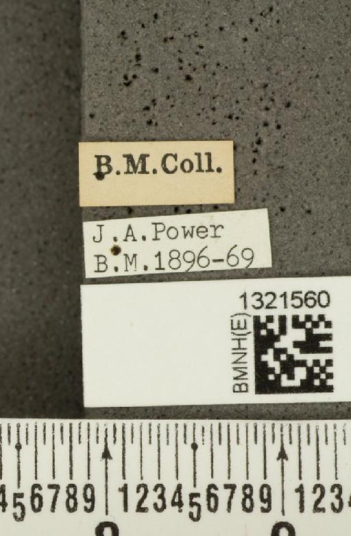 Lilioceris (Lilioceris) lilii (Scopoli, 1763) - BMNHE_1321560_label_11638