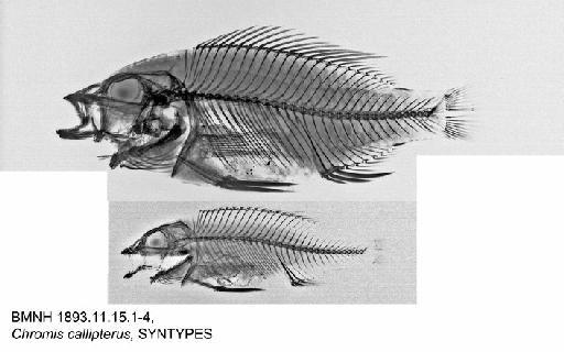 Chromis callipterus Günther, 1894 - BMNH 1893.11.15.1-4, Chromis callipterus, SYNTYPES, Radiograph