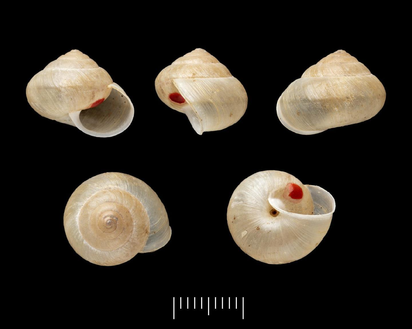 To NHMUK collection (Helix (Dorcasia) incauta Smith, 1895; HOLOTYPE; NHMUK:ecatalogue:7788357)