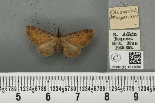 Eupithecia icterata ab. subfulvata Haworth, 1809 - BMNHE_1813688_393527