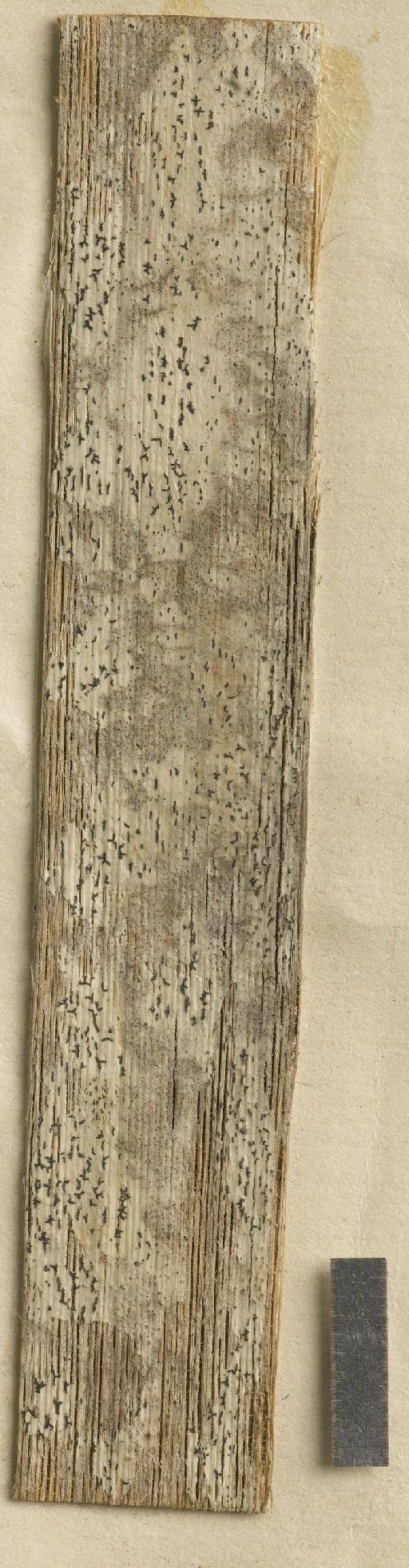 Arthonia phylloica Nyl. - BM001107399_a