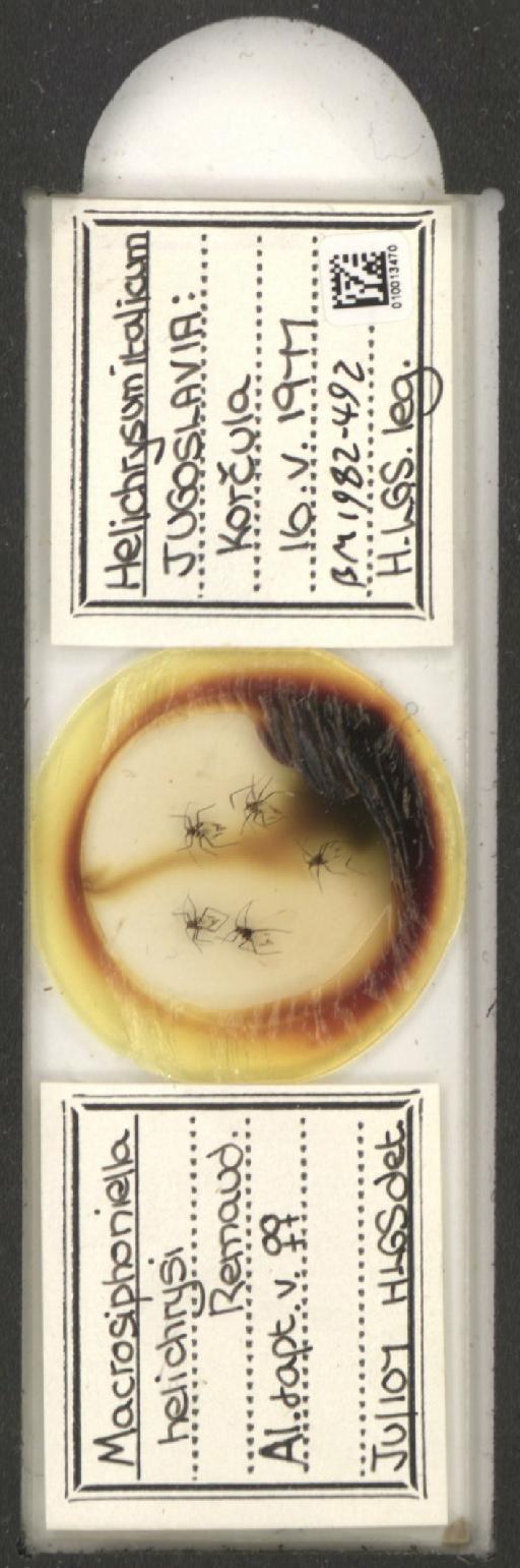 Macrosiphoniella helichrysi Remaudiere, 1952 - 010013470_112660_1094725