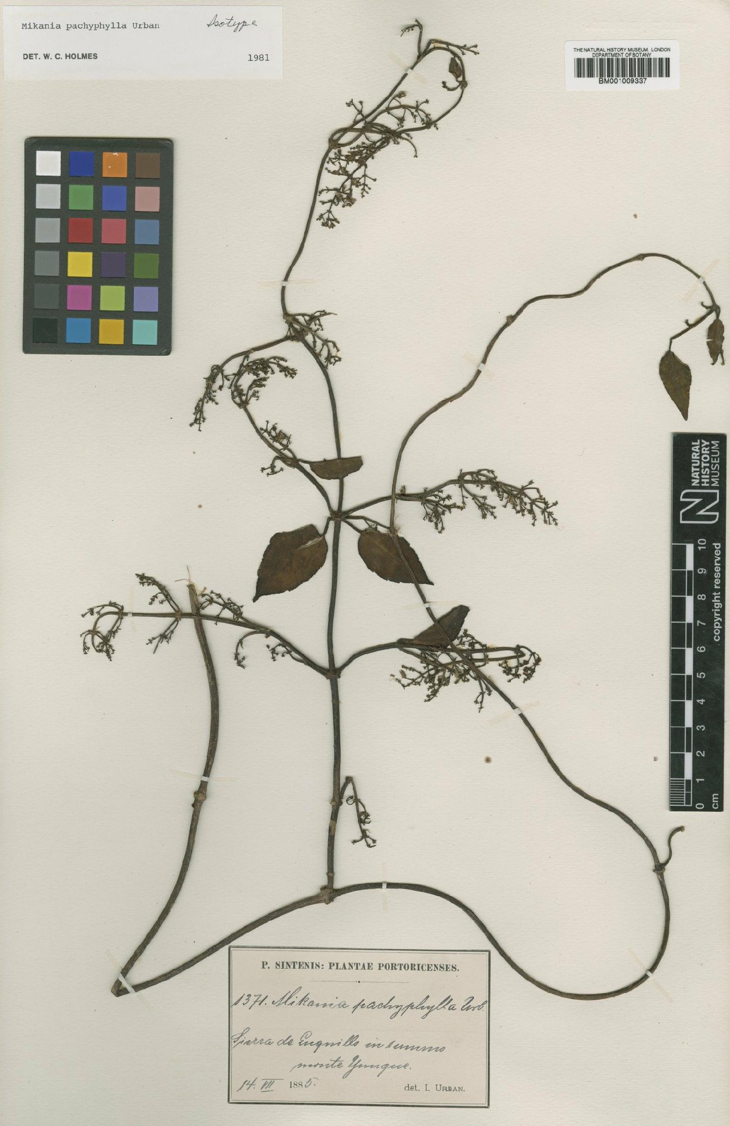 To NHMUK collection (Mikania pachyphylla Urb.; Isotype; NHMUK:ecatalogue:572650)