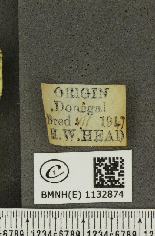 Pieris napi britannica Müller & Kautz, 1939 - BMNHE_1132874_label_87888