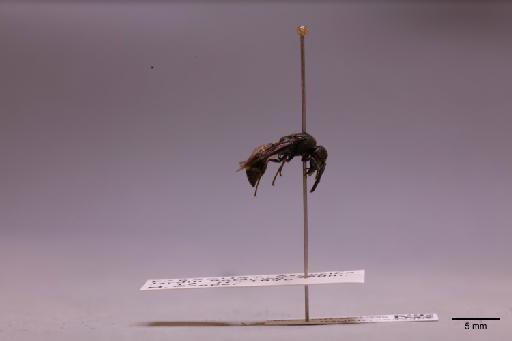 Hypalastoroides paraguayensis (Zavattari, 1911) - 013632452_lateral