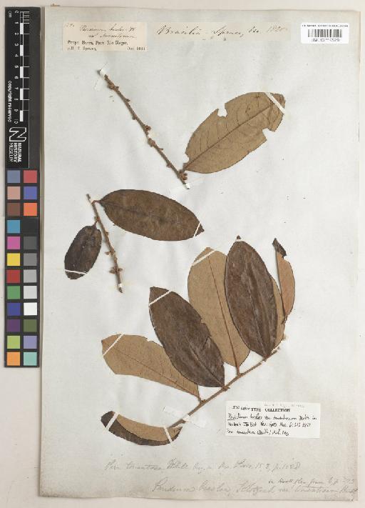 Pera tomentosa (Benth.) Müll.Arg. - BM013719579