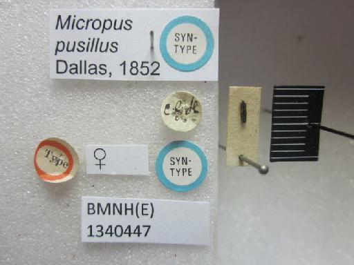 Ischnodemus pussilus Walker, 1872 - Micropus pusillus-BMNH(E)1340447-Syntype female dorsal & labels1