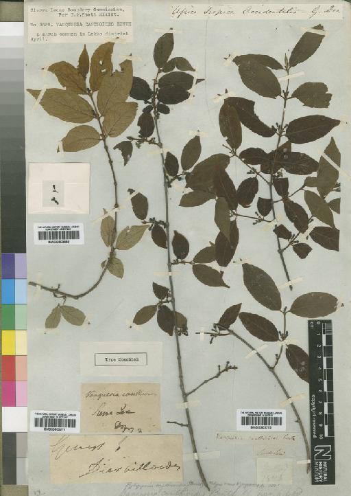 Rytigynia canthioides (Benth.) Robyns - BM000903683