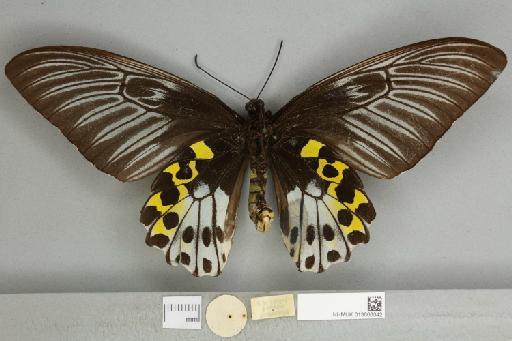 Troides hypolitus cellularis Rothschild, 1895 - 013606042_additional