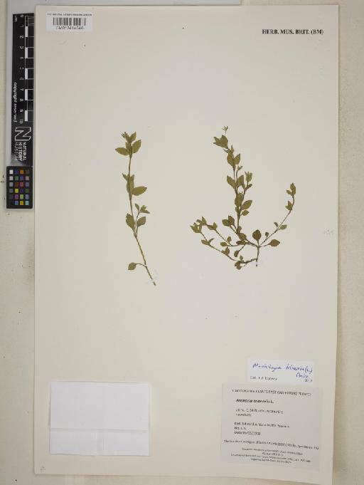 Moehringia trinervia (L.) Clairv. - BM013414846
