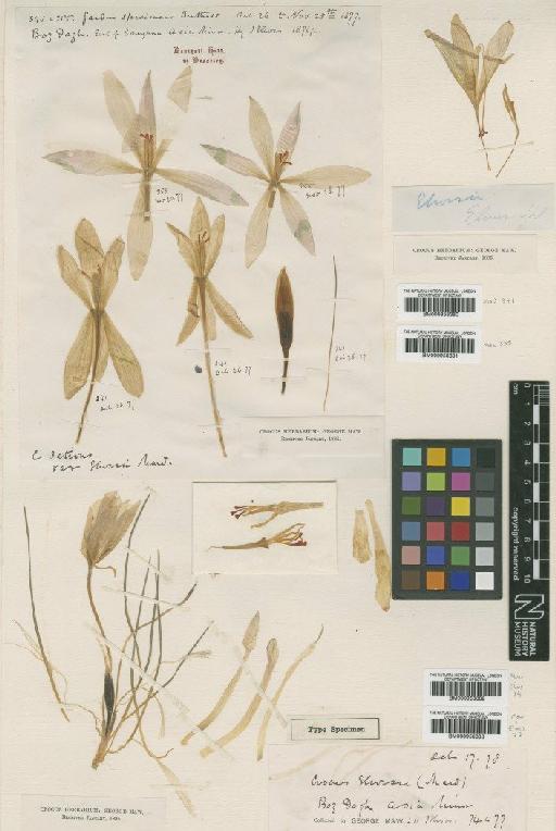 Crocus elwesii (Maw) O.Schwarz - BM000958381