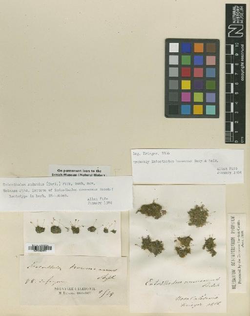 Entosthodon subnudus (Taylor) Fife - BM000983611_a