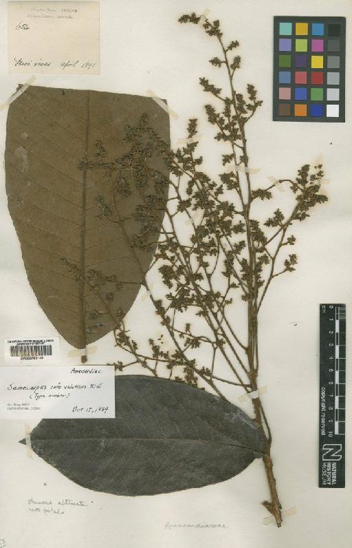 Semecarpus rufovelutinus Ridl. - BM000793148