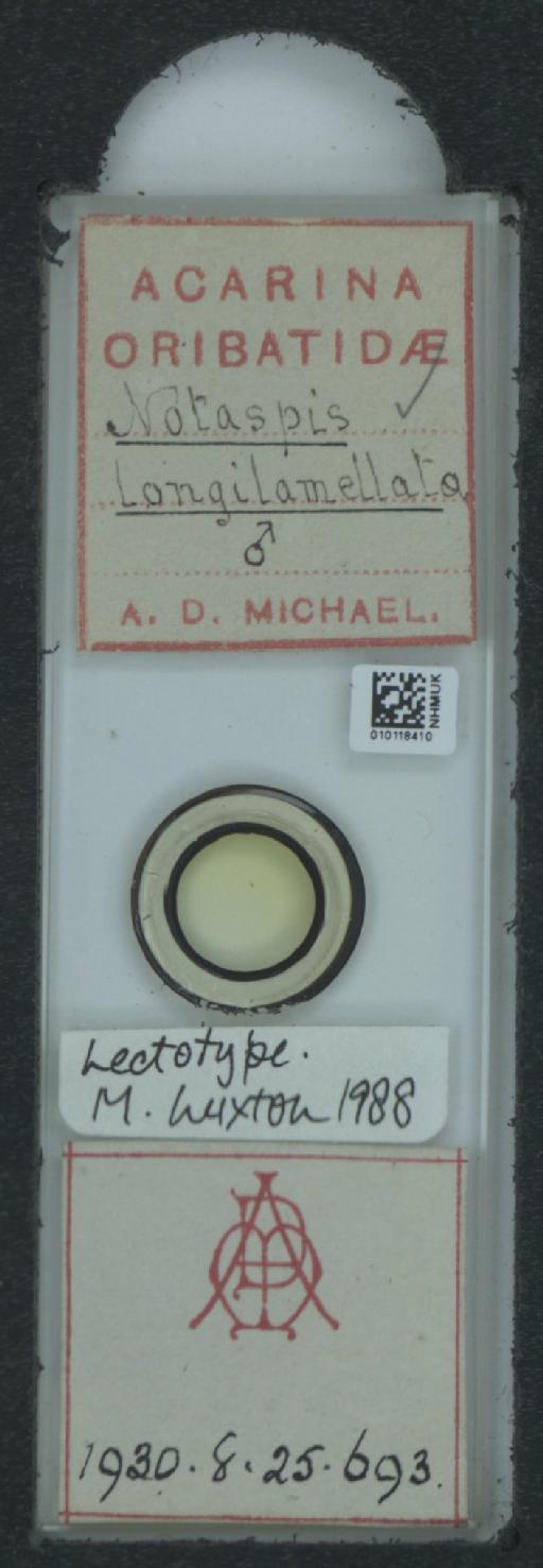 Notaspis longilamellata A.D. Michael, 1888 - 010118410_120188_548227