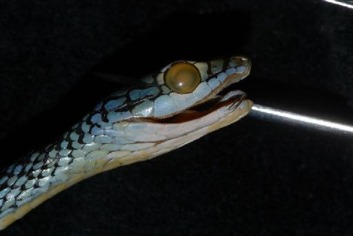 Leptophis ahaetulla nigromarginatus Günther, 1866 - Image of specimen 1946.1.5.7 also registered as 1866.2.15.3