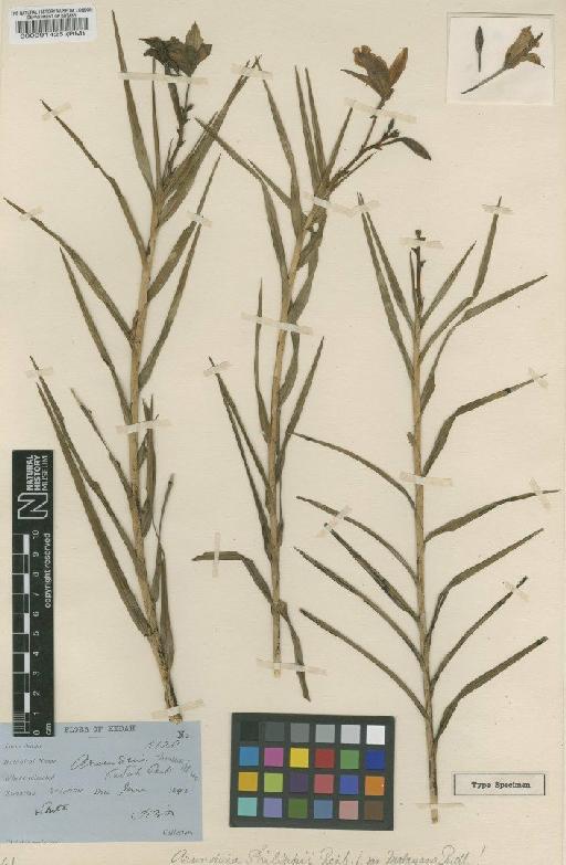 Arundina graminifolia (D.Don) Hochr. - BM000091425