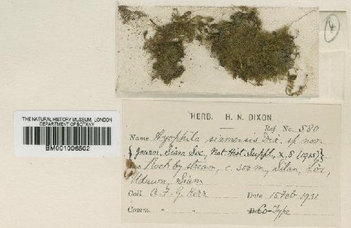 Hyophila siamensis Dixon - BM001006502 (2)