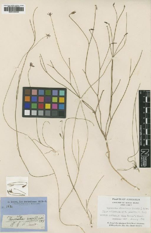 Thysanotus dichotomus (Labill.) R.Br. - BM000990629