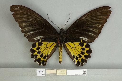 Troides helena heliconoides Moore, 1877 - 013606532_additional