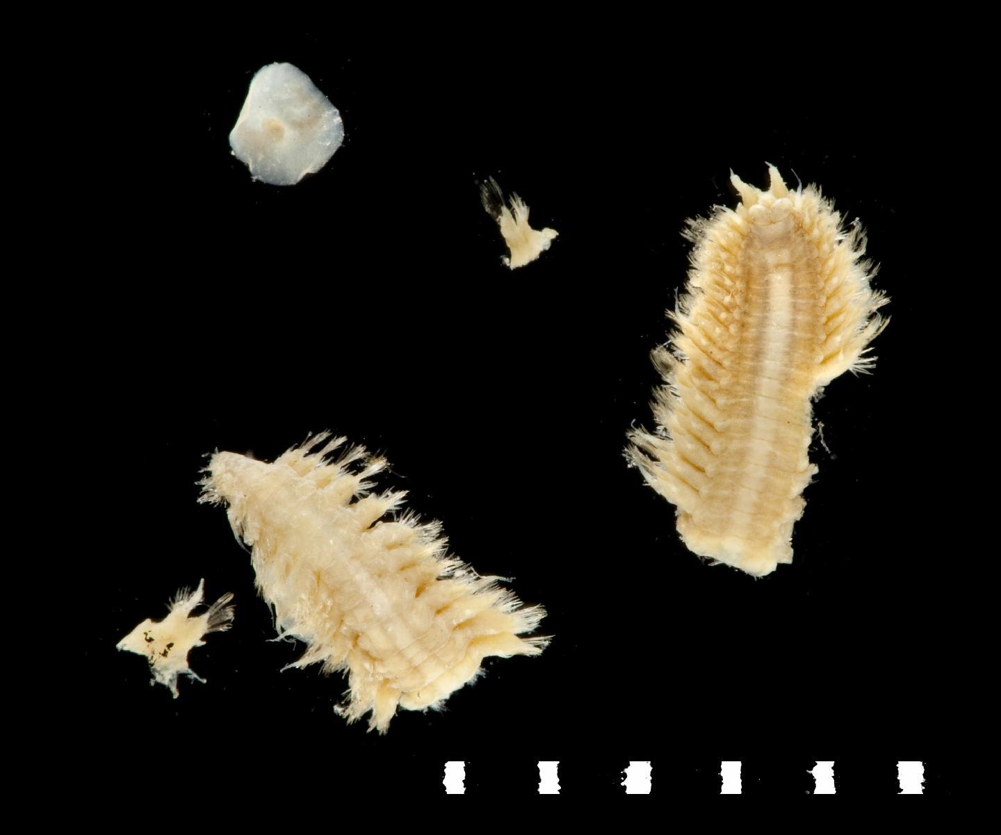 To NHMUK collection (Malmgreniella murrayensis Pettibone, 1993; holotype; NHMUK:ecatalogue:3536831)