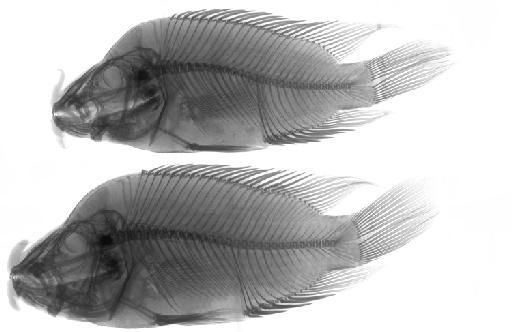 Cichlasoma labiatum (Günther, 1864) - BMNH 1867.9.23.7-8 Cichlasoma labiatum, SYNTYPES? Radiograph