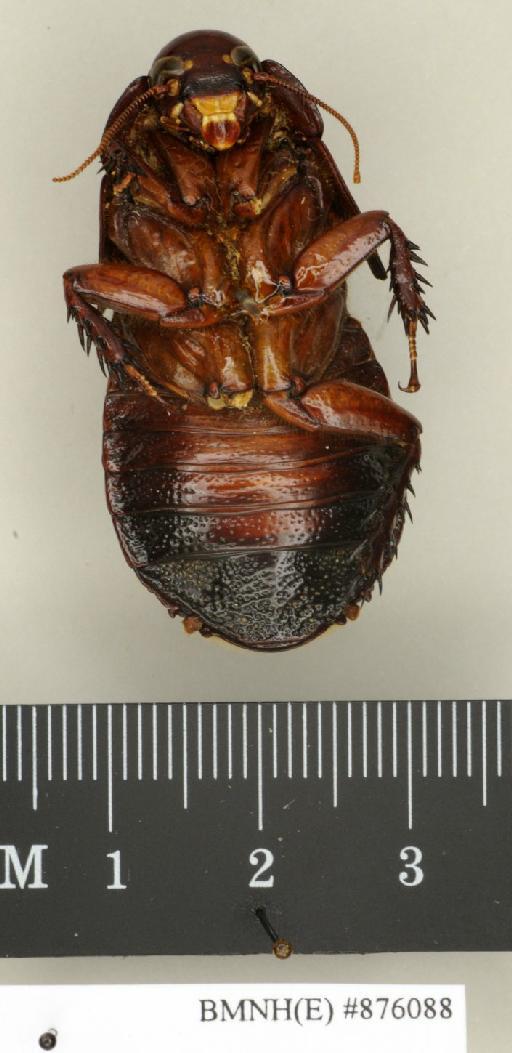 Salganea ternatensis ternatensis Brunner von Wattenwyl, 1893 - Salganea ternatensis ternatensis Brunner von Wattenwyl, 1893, male, non type, ventral. Photographer: Edward Baker. BMNH(E)#876088