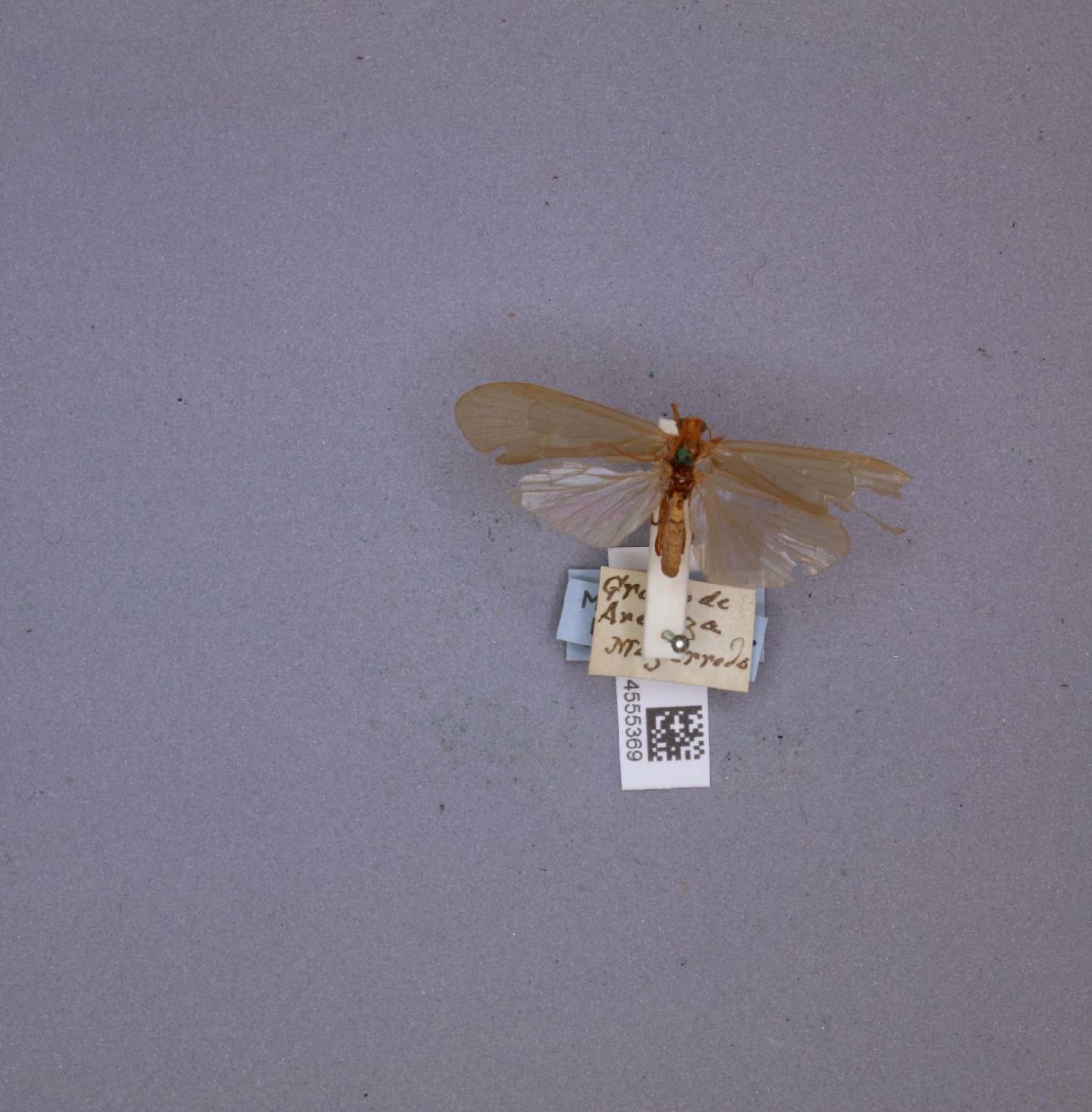 Stenophylax mitis