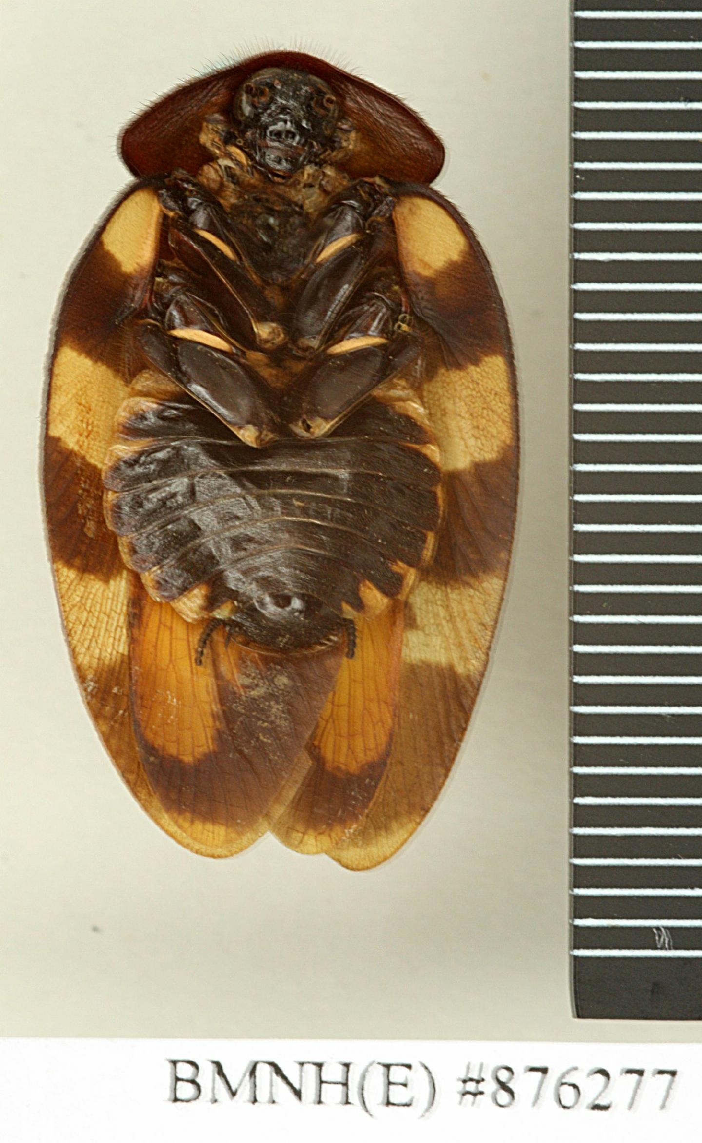 Therea nuptialis