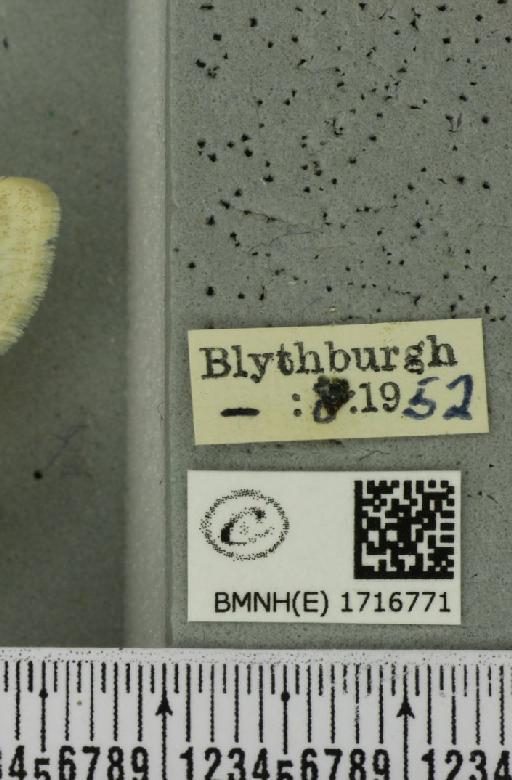 Scopula floslactata floslactata (Haworth, 1809) - BMNHE_1716771_label_271167