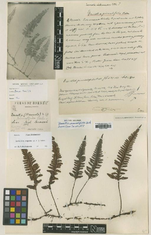 Davallia repens (L.f.) Kuhn - BM001045982