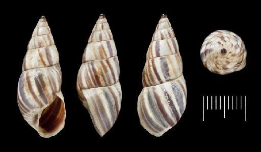 Helix torallyi A.D.Orb., 1835 - Helix torallyi var. A d'Orb., 1835 - SYNTYPES - 1854.12.4.191