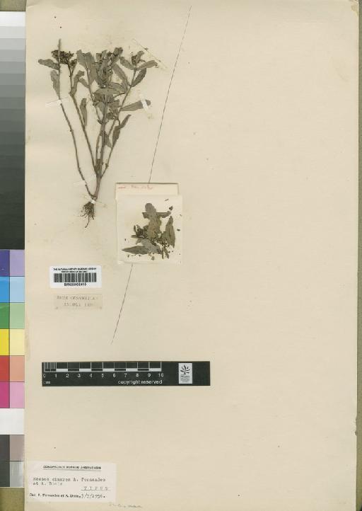 Nesaea cinera A.Fern. & Diniz - BM000902415