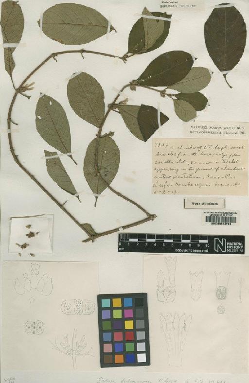 Sabicea fulvovenosa R.D.Good - BM000624703