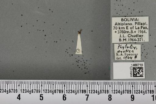 Phytoliriomyza arctica (Lundbeck, 1901) - BMNHE_1488718_52565