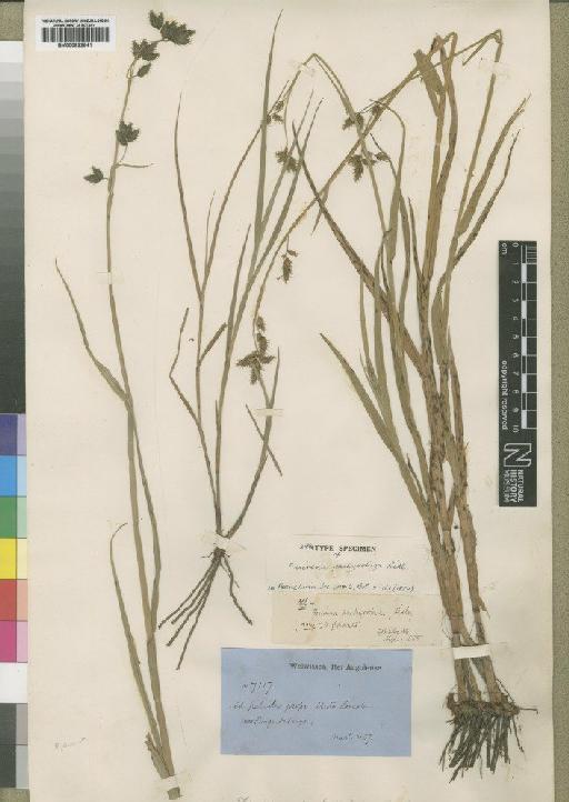 Fuirena pachyrrhiza Ridl. - BM000922641