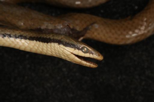 Liopeltis tricolor Schlegel, 1837 - Image of specimen 1844.3.2.16 also registered as 1946.1.5.37