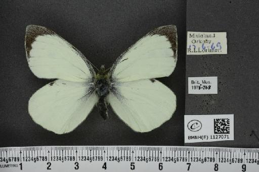 Pieris brassicae (Linnaeus, 1758) - BMNHE_1127071_84227