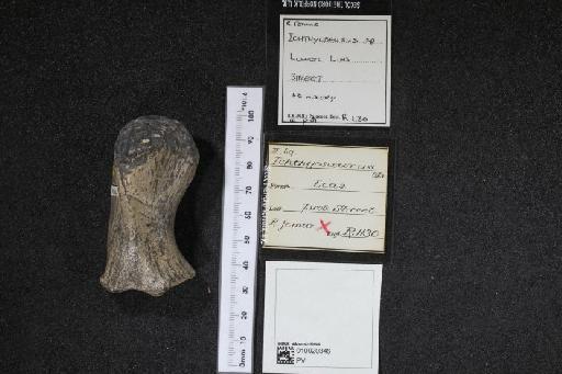 Ichthyosaurus De la Beche & Conybeare, 1821 - 010020346_L010040051