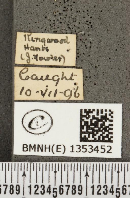 Plebejus argus argus ab. angusta-marginata Tutt, 1909 - BMNHE_1353452_label_152490