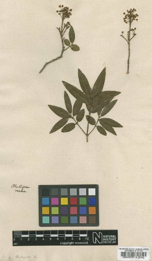 Phillyrea angustifolia L. - BM000557516