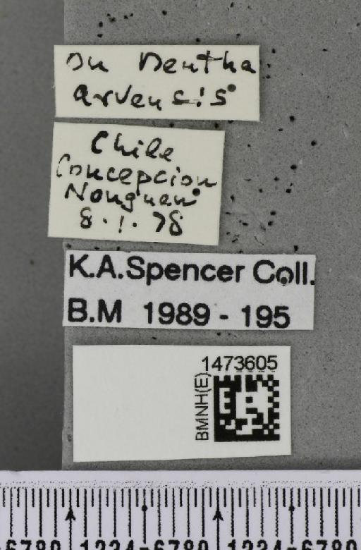 Chromatomyia platensis (Brèthes, 1923) - BMNHE_1473605_label_48851