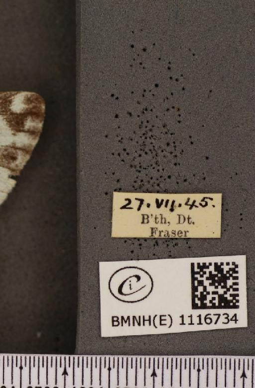 Pontia daplidice (Linnaeus, 1758) - BMNHE_1116734_label_68850