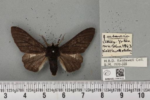 Biston betularia (Linnaeus, 1758) - BMNHE_1843821_412670