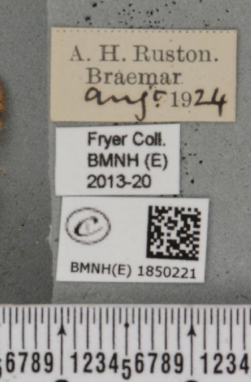 Macaria brunneata (Thunberg, 1784) - BMNHE_1850221_label_423501