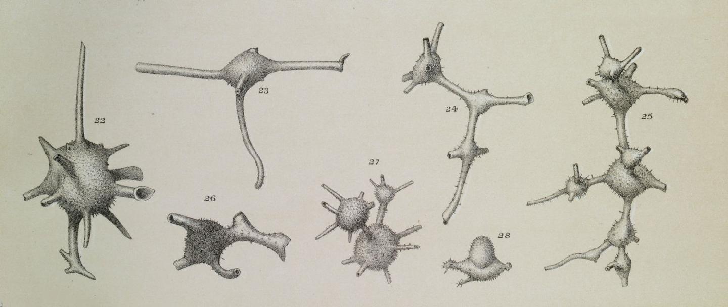 To NHMUK collection (Ramulina globulifera Brady, 1879; Syntype; NHMUK:ecatalogue:3093088)