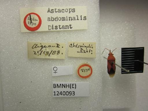 Astacops abdominalis Distant, 1901 - Astacops abdominalis-BMNH(E)1240093-Syntype female dorsal & labels 1