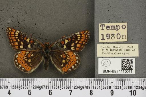 Euphydryas aurinia f. hibernica Birchall, 1873 - BMNHE_1110071_51767